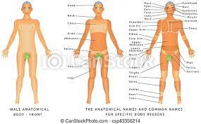 Here is a list of some other parts of the body that have not been included above. Male Body Front Surface Anatomy Human Body Shapes Anterior View Parts Of Human Body General Anatomy The Anatomical Canstock