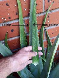 Aloe-vera-varieties-comparison-chinensis-barbadensis-2 Growing Aloe Vera Aloe Vera Plant Aloe Vera