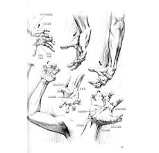 Hand drawn realistic human bones. Human Anatomy Artistic Drawings Of The Human Bones And Muscles Reference Book