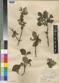 Image result for Afrocanthium vollesenii