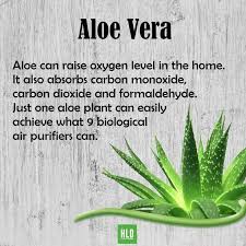 Image result for Aloe rulkensii
