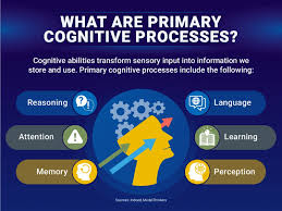 Expert Strategies for Cognitive Reserve Building