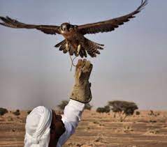 abu dhabi falconers think drones are for the birds green prophet falconry bald eagle drone