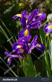 Purple Iris Popular Garden Flower That Stock Photo 1997359388 | Shutterstock