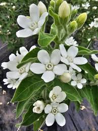 Image result for Oxypetalum