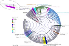 Image result for Teramnus micans