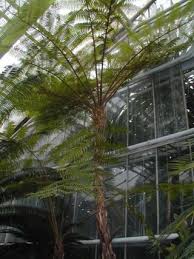 Image result for Cyathea mildbraedii