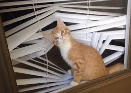 Preventative care may seem like the best chance, selecting blinds without. One More Reason To Replace Mini Blinds Cats Custom Blinds Shutters