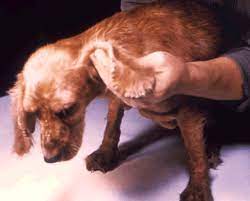 Dogs that have scabies should be washed with a white or neutral soap to prevent scents from further irritating the skin. Sarcoptic Mange Scabies In Dogs Veterinary Partner Vin