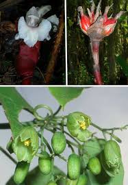 Image result for Vittaria reekmansii