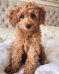 Poodle And Irish Setter Mix The Complete Irish Doodle Guide Cute Baby Dogs Cute Animal Pictures Baby Dogs