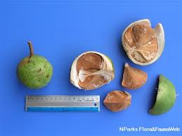 Image result for Xylocarpus