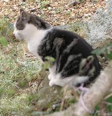 Bildergebnis für gefleckte katze