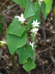 Image result for Cogniauxia