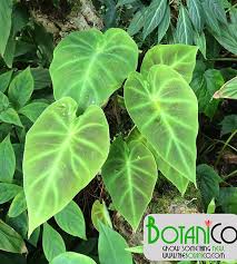 Image result for Remusatia