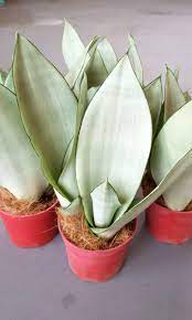 This one in particular is a sansevieria masoniana which is a different species from the common snake plants (sansevieria trifasciata). Plant Sansevieria Moonshine Silver Queen 14 90 18 90 Furniture Home Living Gardening Plants Seeds On Carousell