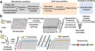 Icechip can also be used to calibrate chip mated to qpcr. Profiling Chromatin Regulatory Landscape Insights Into The Development Of Chip Seq And Atac Seq Springerlink