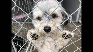 Help save lives and please share this post to get the word out! Local Humane Society Helps Displaced Animals In Northern California Kobi Tv Nbc5 Koti Tv Nbc2