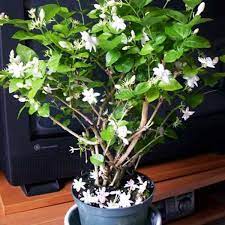 Where can i buy a jasmine plant. Kunda Downy Jasmine Plant Buy Downy Jasmine Plant Online Lilplants