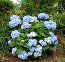 Blue Endless Summer Hydrangea Endless Summer Hydrangea Summer Hydrangeas Plants