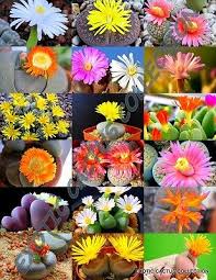 Image result for Lithops