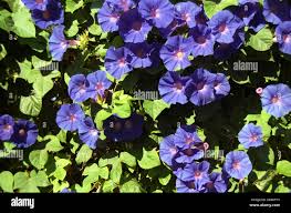 Image result for Ipomoea coscinosperma