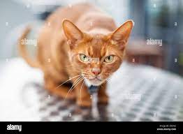 Angry Cat High Resolution Stock Photography And Images Alamy