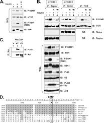 Identify and document all software 2. Mtor Ser 2481 Autophosphorylation Monitors Mtorc Specific Catalytic Activity And Clarifies Rapamycin Mechanism Of Action Journal Of Biological Chemistry