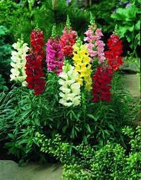 Snapdragon Coronette Mix Annuals Plant Library Snapdragon Flowers Flower Garden Annual Plants