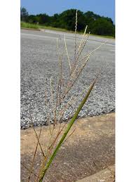Image result for Leptochloa panicea