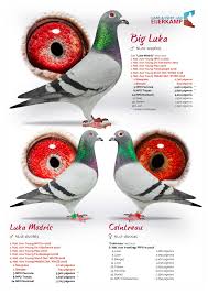 France 24 n'est pas responsable des contenus provenant de sites internet externes. Eijerkamp Racing Pigeons For Sale Home Facebook