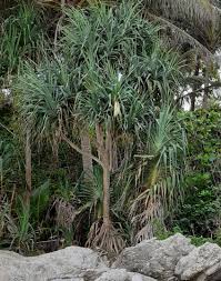 Image result for Pandanus chiliocarpus