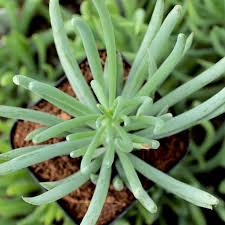 Image result for Senecio ruwenzoriensis