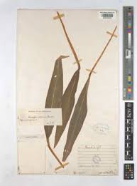 Image result for Siphonochilus kilimanensis