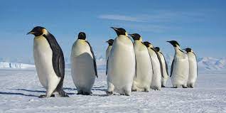 Emperor Emperor Penguin Facts Penguins Emperor Penguin