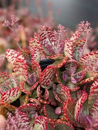 Image result for Kalanchoe hametiorum
