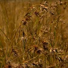 Image result for Themeda triandra