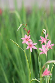Image result for Watsonia borbonica