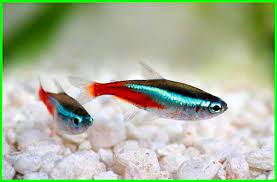 Check spelling or type a new query. 12 Jenis Ikan Hias Untuk Aquarium Kecil Daftarhewan Com