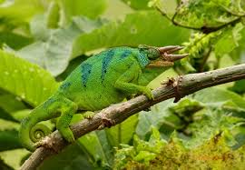 Rwenzori Three Horned Chameleon Chameleon Chameleon Care Nature Bound