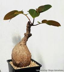 Image result for Phyllanthus beillei