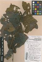 Image result for Lannea schimperi