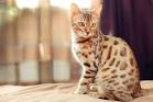 Bengal Cat Hypoallergenic: Do Bengal Cats Shed?
