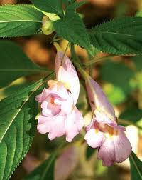 Image result for Impatiens assurgens