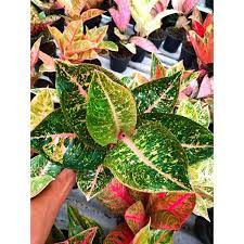 Aglaonema Shinta Aglonema Shopee Indonesia Enjoy the best deals on aglaonema from alibaba.com. aglaonema shinta aglonema