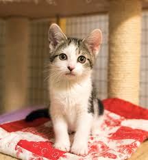 Place in a shed, garage, barn or anywhere your outdoor kitties spend time. Adopt Petsmart Medina Cats Kittens On Petfinder Cats And Kittens Cat Adoption Kittens