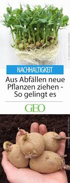 Aus Kuchenabfallen Neue Pflanzen Zuchten Pflanzen Garten Pflanzen Und Kuchenpflanzen