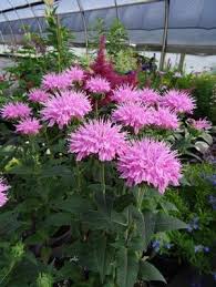 Image result for Monarda didyma