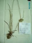 Image result for Pycreus aethiops