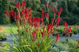 Image result for Anigozanthos